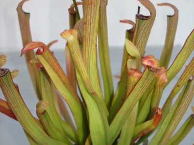Sarracenia rubra ssp. jonesii
